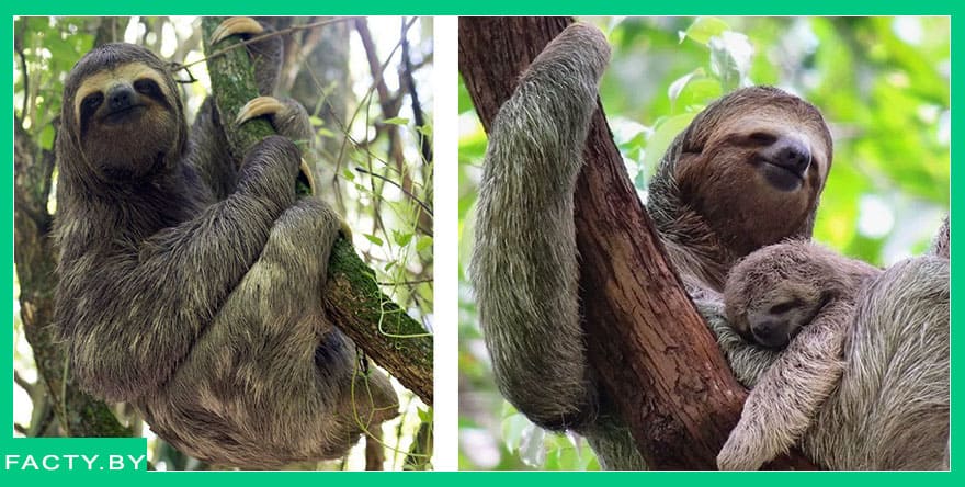 Интересные факты о ленивцах, ленивец мама и детёныш Ленивец милый с детёнышем интересные факты
