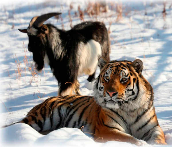 Тигр Амур с козлом