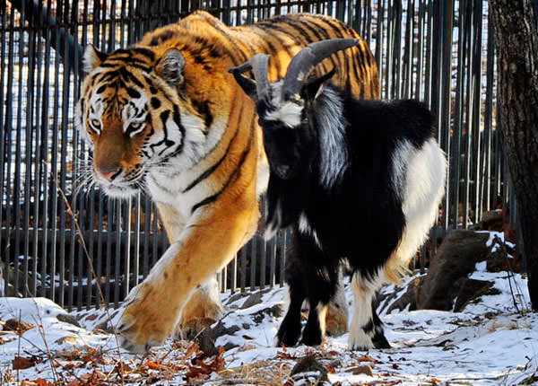 Козел Тимур и тигр Амур дружат и гуляют вместе по лесу