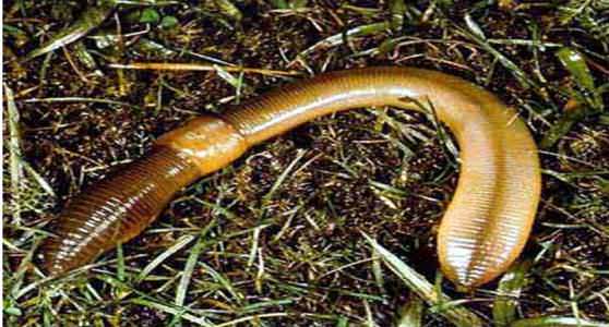 плоский червь Pseudobiceros hancockanus