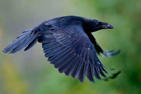 Сурово-черный внешний вид летящей вороны