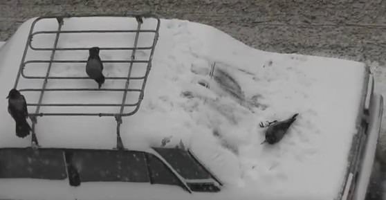 Вороны играют в снегу