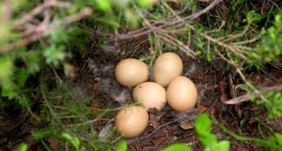 Яйца глухаря в гнезде 