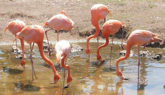 Фламинго едят