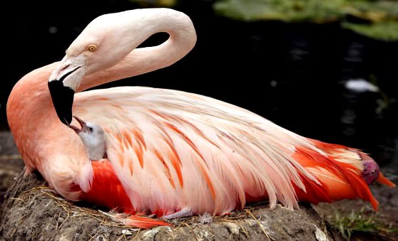 Самка и птенец фламинго 