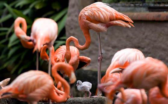 большие фламинго и их птенец