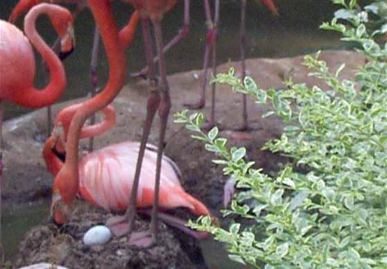 Фламинго снесли яйца
