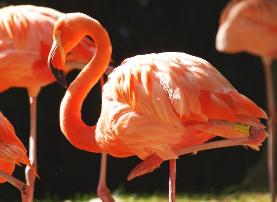 Фламинго стоит на одной ноге