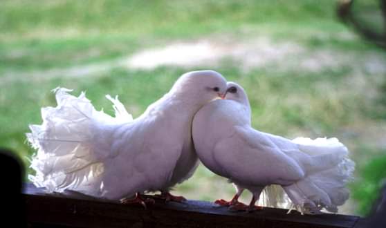 Дорогие породистые голуби 