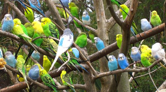 Волнистые попугаи в Австралии