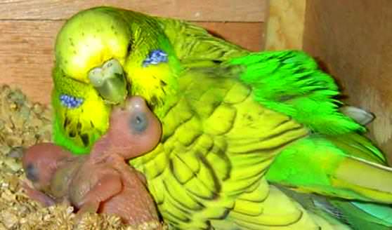 Волнистый попугай кормит новорожденного попугайчика 