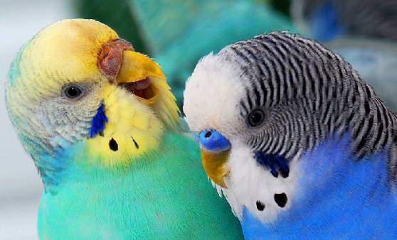 Волнистые попугаи разговаривают
