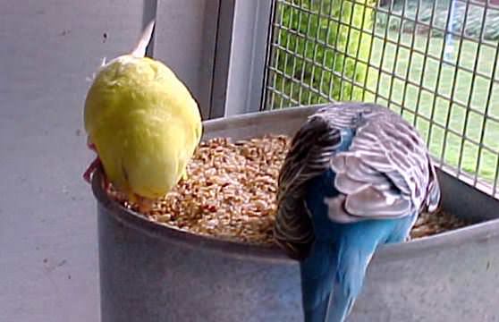 Попугаи едят вместе зерно