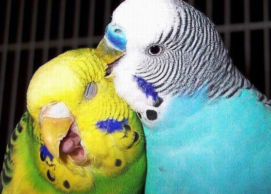 Самка и самец волнистые попугаи