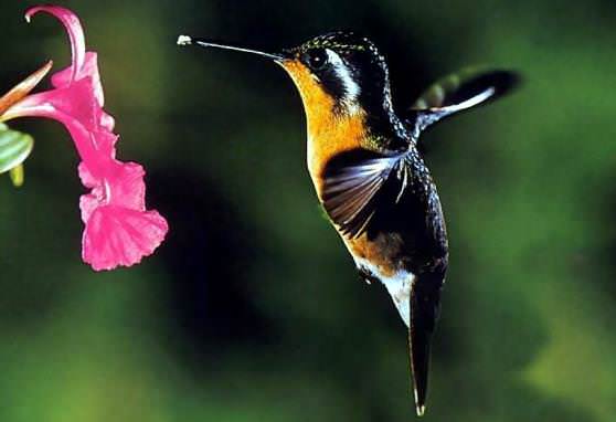 Птичка колибри чуть больше пчелы