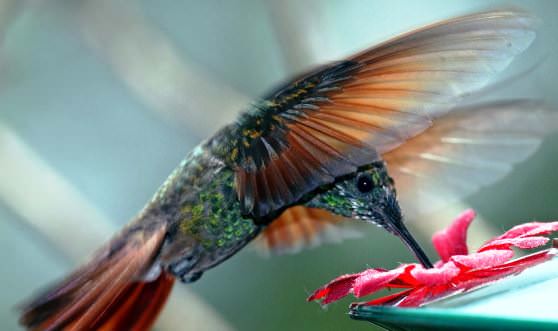 Птичка колибри в быстром движении