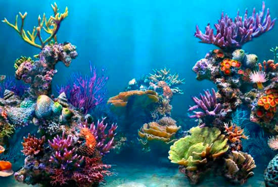 Из кораллов можно делать украшения