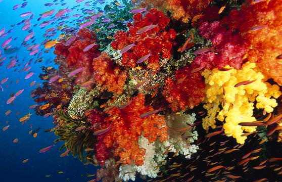 Кораллы обладают самой необычайной цветовой гаммой