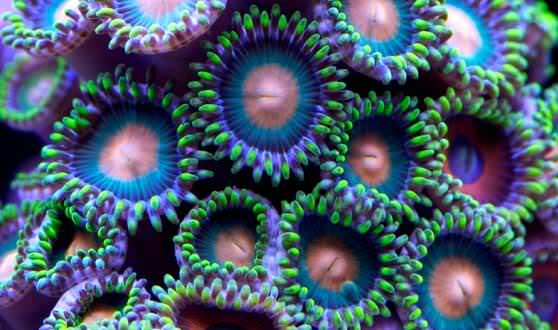 Кораллы при нападении выпускают яд