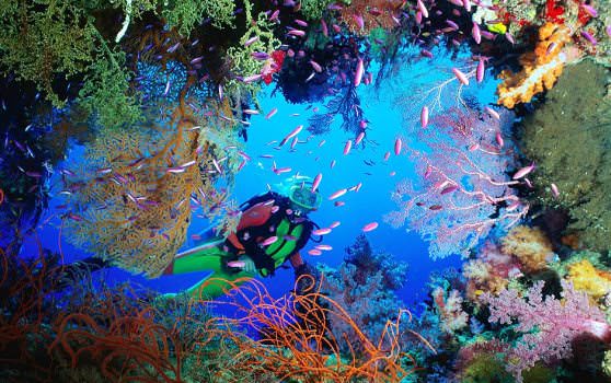 в мире насчитывается более 6 тысяч кораллов 
