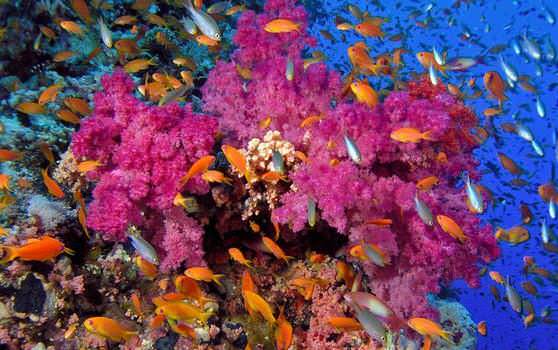 коралловые рифы в водах Тихого и Атлантического океана