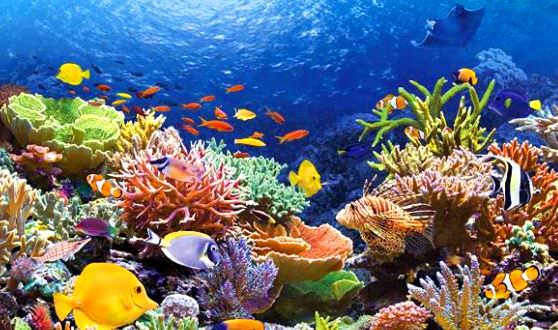 Коралловые острова имеют собственную жизнь и растительность