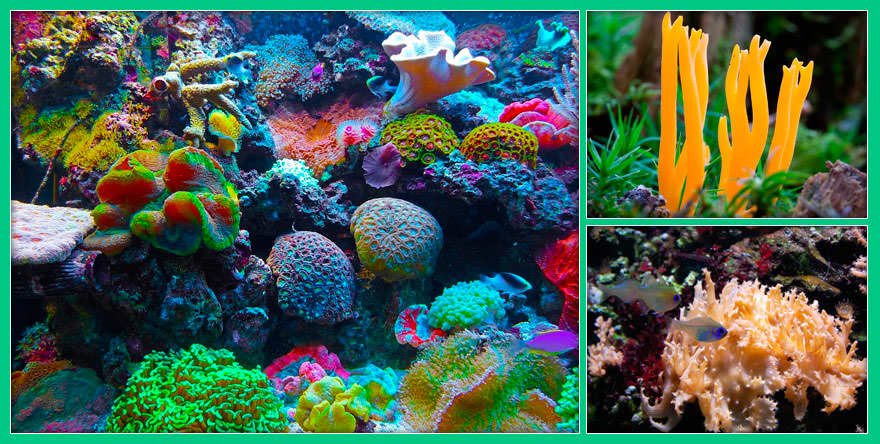 Интересные факты о кораллах