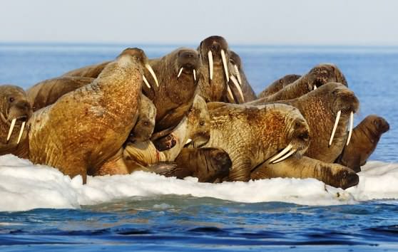 Моржи отдыхают на льдине 