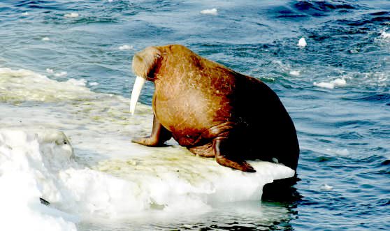 Морж выходит из океана на льдину
