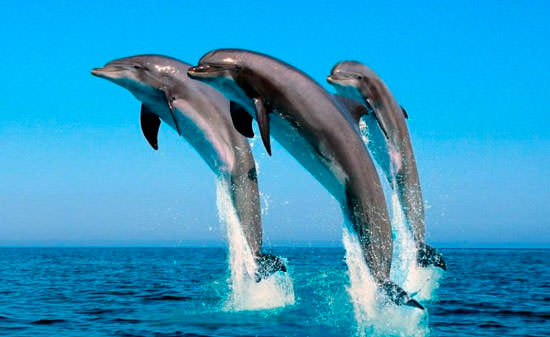 Дельфины вынырнули из воды