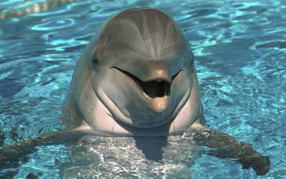 Дельфины дарят самкам букеты из подводных растений