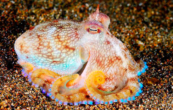 Красивый осьминог на дне моря
