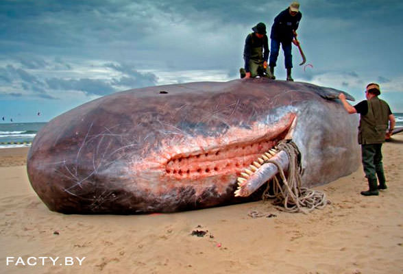Самый крупный пойманный кит