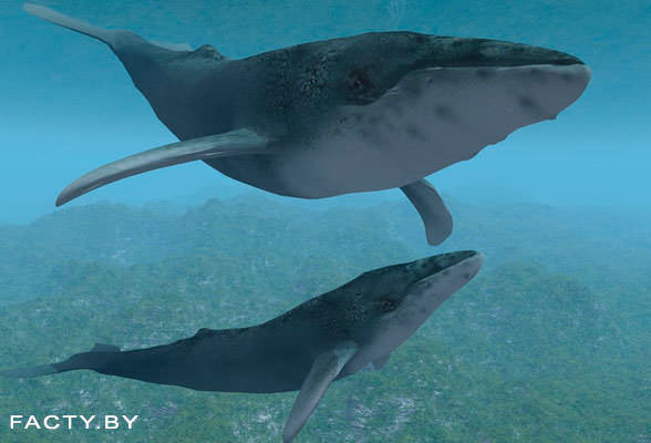Фото самки синего кита