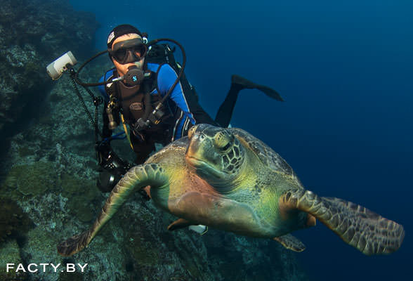 Фото Тихоокеанская кожистая черепаха