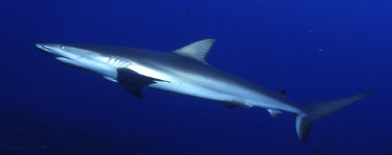 Фото хищной акулы