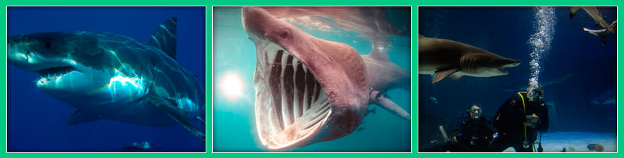 Интересные факты о акулах
