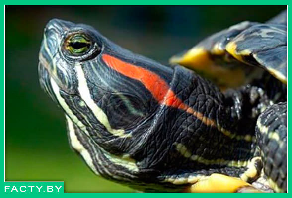 Красноухие черепахи интересные факты