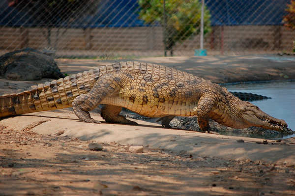 Огромный страшный крокодил 