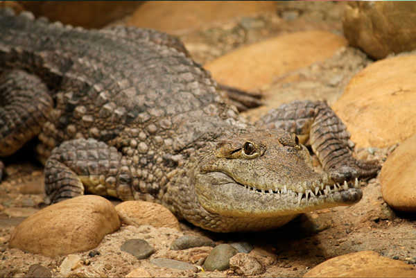 Крокодил на камнях