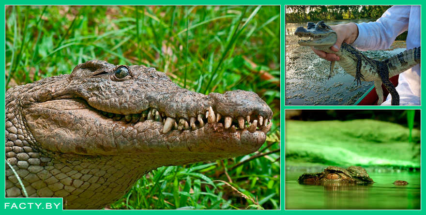 Интересные факты о крокодилах