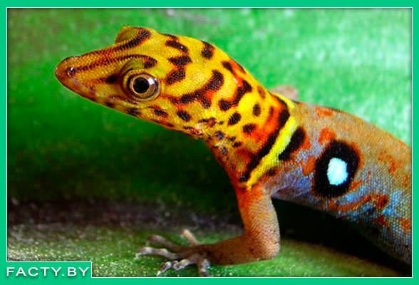 пятнышки в форме глаза на теле глазчатого геккона