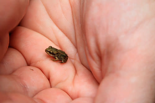 Самая маленькая лягушка сидит на руке человека