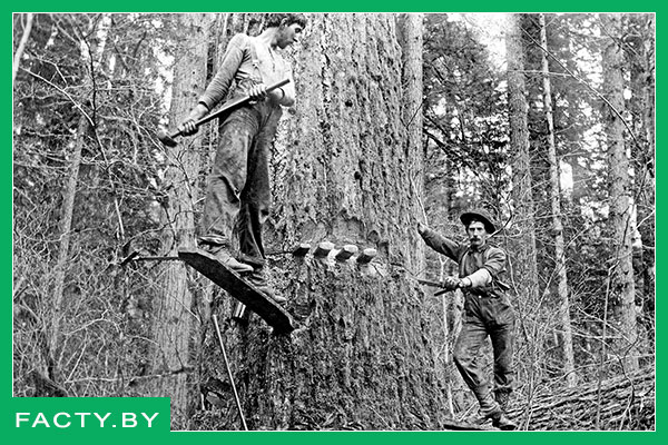 История лесорубов и дровосеков