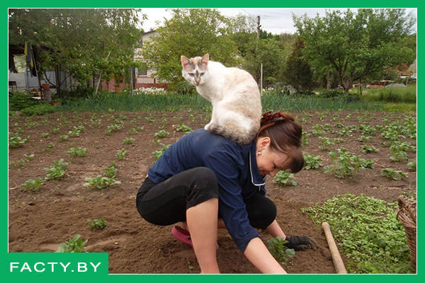 Девушка в огороде и кот