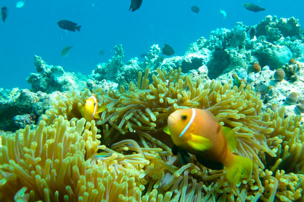 Подводный мир острова Мальдивы 