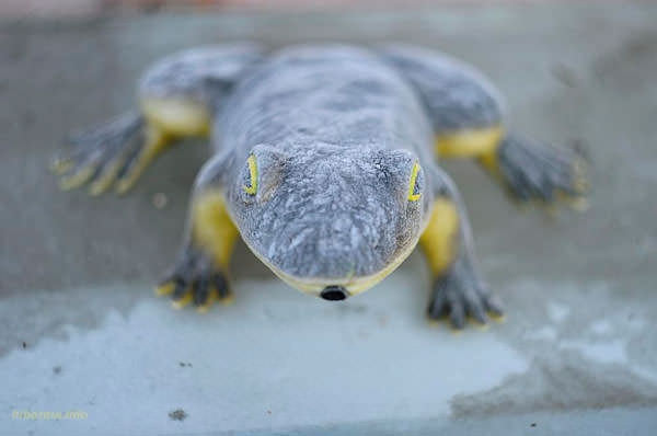 Необычные зимние явления природы замерзшие лягушки