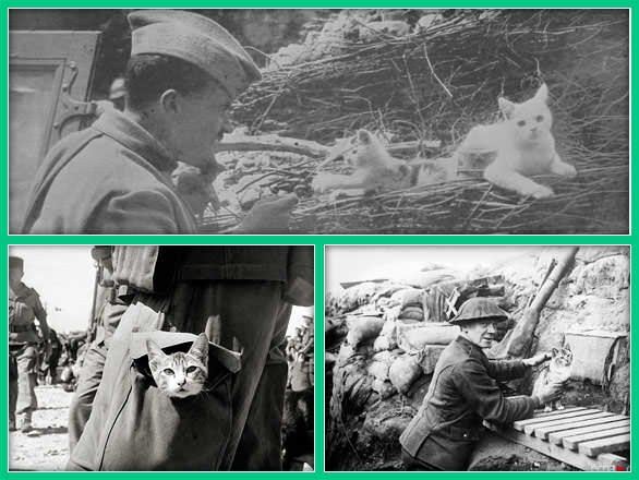 Кошки в солдатских окопах