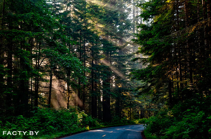 Дорога в диком лесу