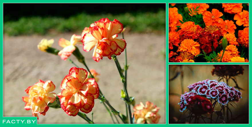 Как выбрать букет из гвоздик: практичность и выразительность в одном решении